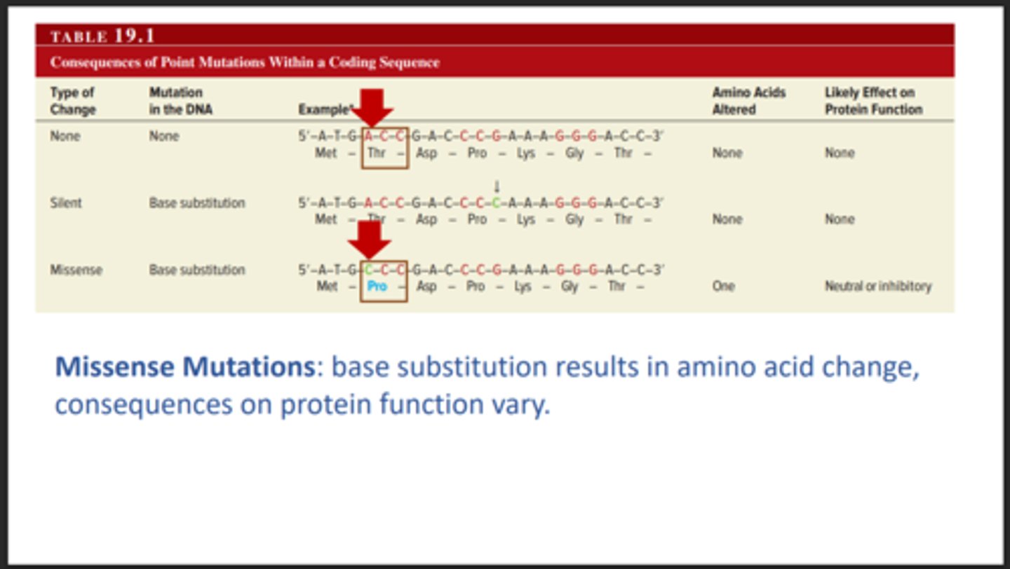 <p>Changes a single amino acid. This type of mutation can be mild or serious.</p>