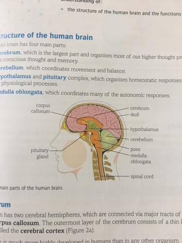 <ul><li><p>Cerebrum</p></li></ul><p></p><ul><li><p>Cerebellum</p></li></ul><p></p><ul><li><p>Medulla oblongata</p></li></ul><p></p><ul><li><p>Hypothalamus</p></li></ul><p></p><ul><li><p>Pituitary gland</p></li></ul><p></p><ul><li><p>Pons</p></li></ul><p></p><ul><li><p>Corpus callosum</p></li></ul>