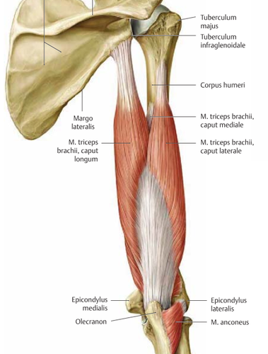 <p>m. triceps brachii caput laterale</p><p>loopt van de humerus tot het olecranon (ulna)</p><p>functie = extensie van de elleboog</p>