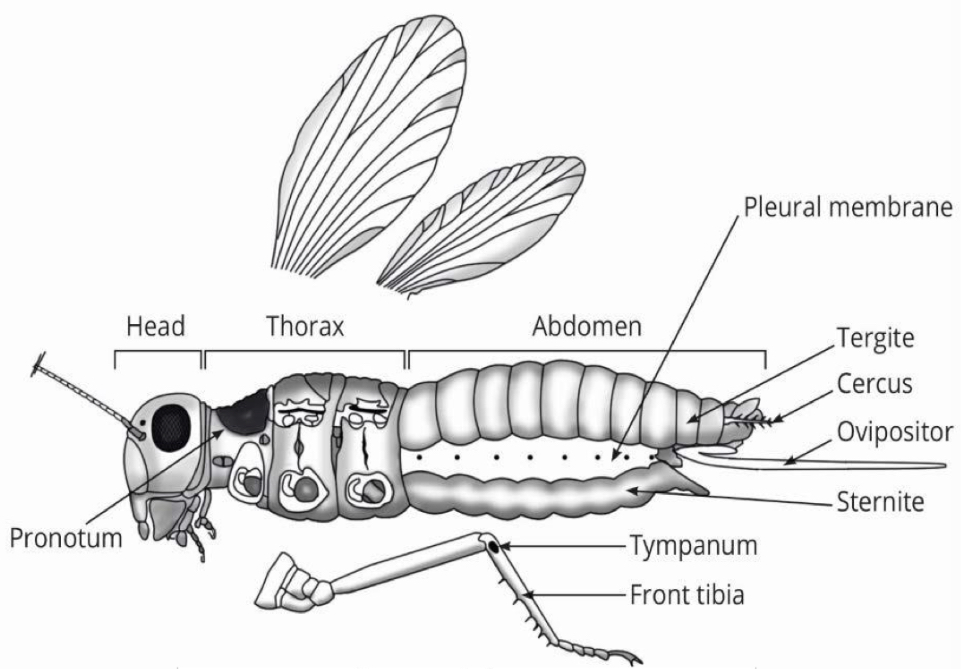 <p>What are the names of the thorax divided into 3 parts </p>