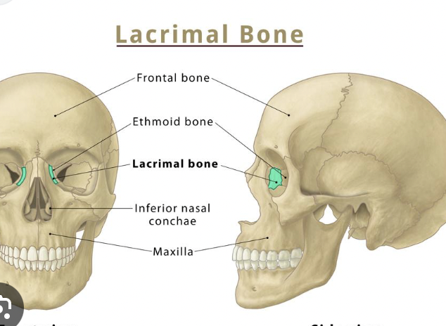 <p><span>a visceral cranium bone that it part of the bony orbit </span><span style="font-family: Calibri, sans-serif"> </span></p>