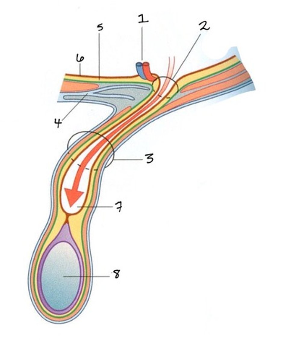 <p>DEFINITION</p><p>Contents go through spermatic cord</p>