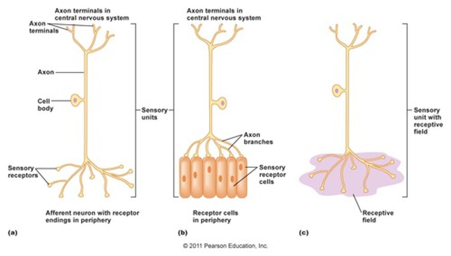 <p>(D) I, II and III</p><p>Mechanoreceptors, nociceptors and thermoceptors carry information back to the central nervous system through somatosensory neurons</p>
