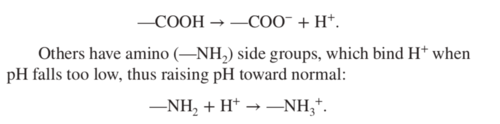 - Proteins are more concentrated than bicarbonate or phosphate buffers, especially in the ICF.
- Accounts for 3/4 of all chemical buffering in body fluids.
- Carboxyl or amino side groups of amino acids release H+ when pH rises, thus lowering pH.