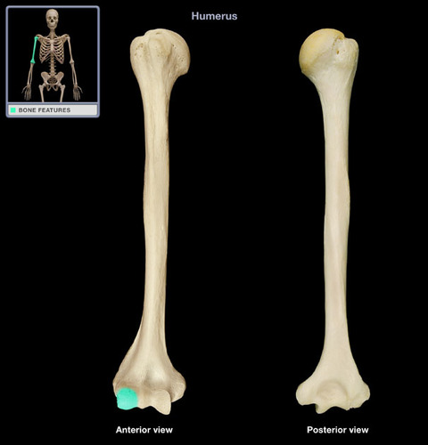 <p>distal &amp; lateral side of humerus</p>