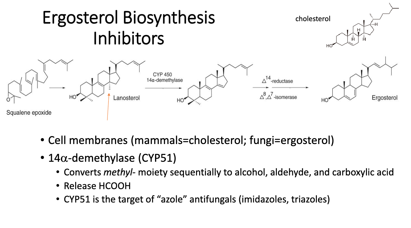 <p>14 a demethylase, converts methyl moiety to alcohol, aldehyde, carboxylic acid</p><p></p><p>release HCOOH</p><p>CYP51 target of azole antifungals</p>
