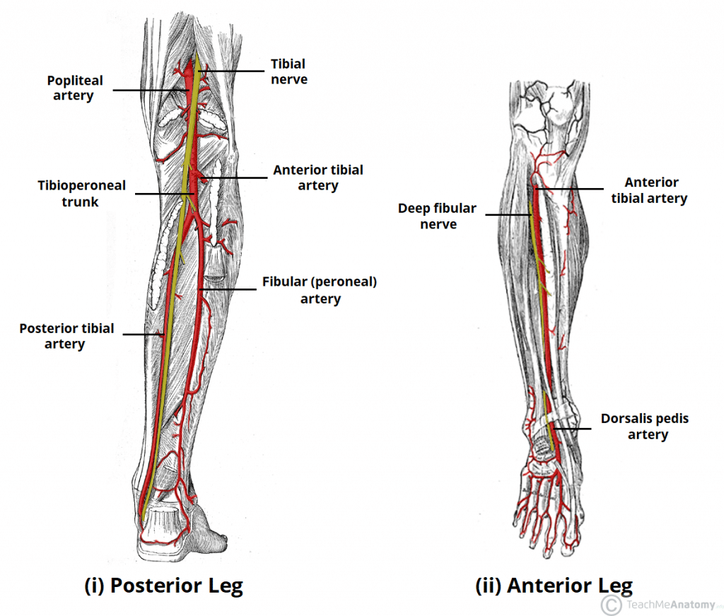 <p>Contains tibial nerve + posterior tibial & fibular vessels + deep flexor muscles. 🔎 Cross-section view → posterior compartment. 💡 "Posterior pack."</p>