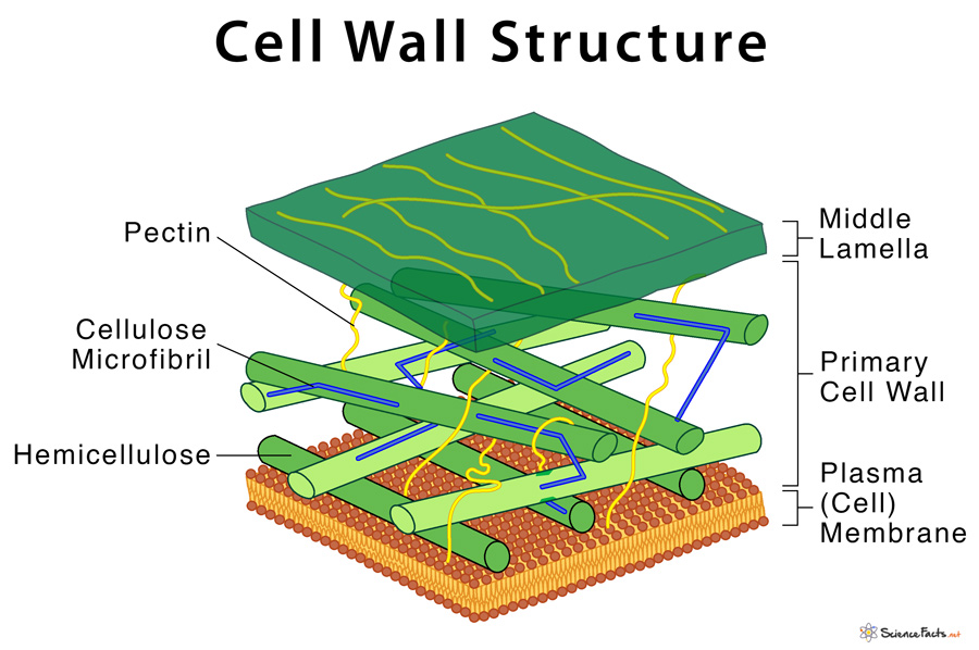 <ul><li><p>cellulose</p></li><li><p>pectin</p></li><li><p>hemi cellulose</p></li></ul><p></p>