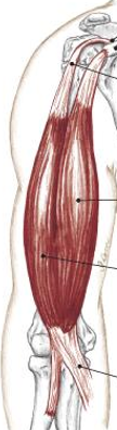 <p>what belly is more lateral to the body for the biceps </p>