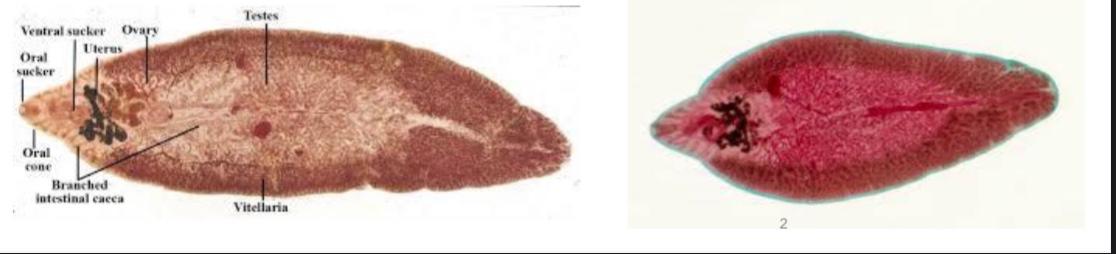 <p>• What is Phylum and class of this parasite?</p><p>• Mention two special characters for this stage.</p>
