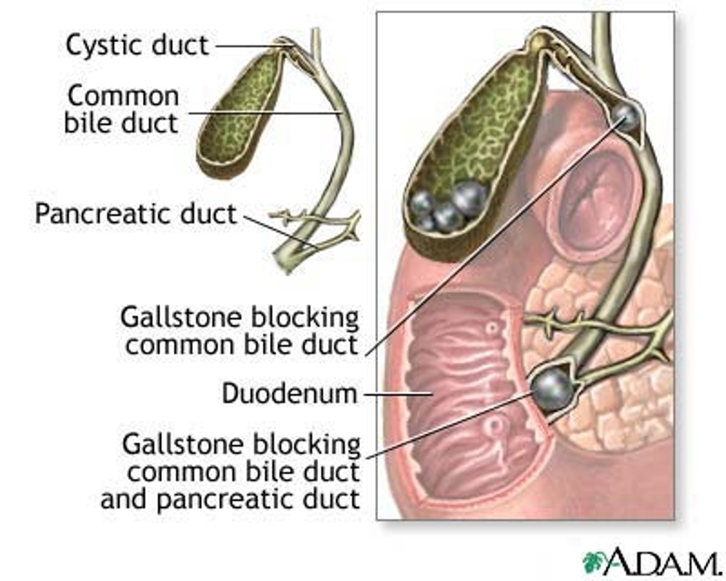 <p>Bile duct</p>