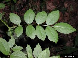 <p>Multiflora rose</p>