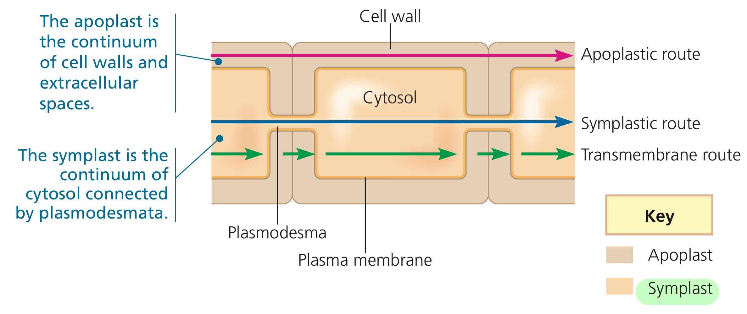 <p>The plant tissue compartment consisting of entire mass of cytosol of all the living cells in a plant, including the plasmodesmata.</p>