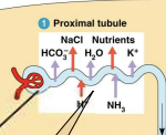 <p>Proximal tubule.</p>