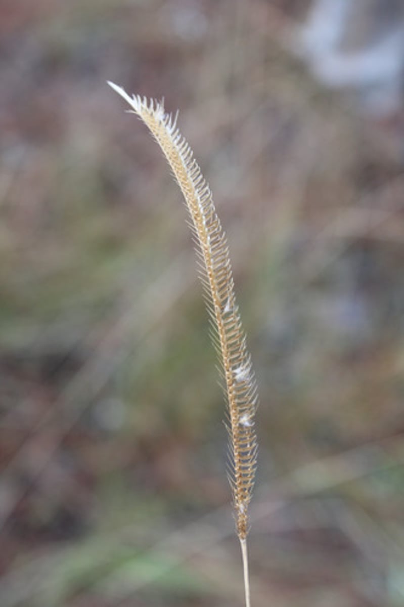 <p>the inflorescence of which grass is pictured here?</p>