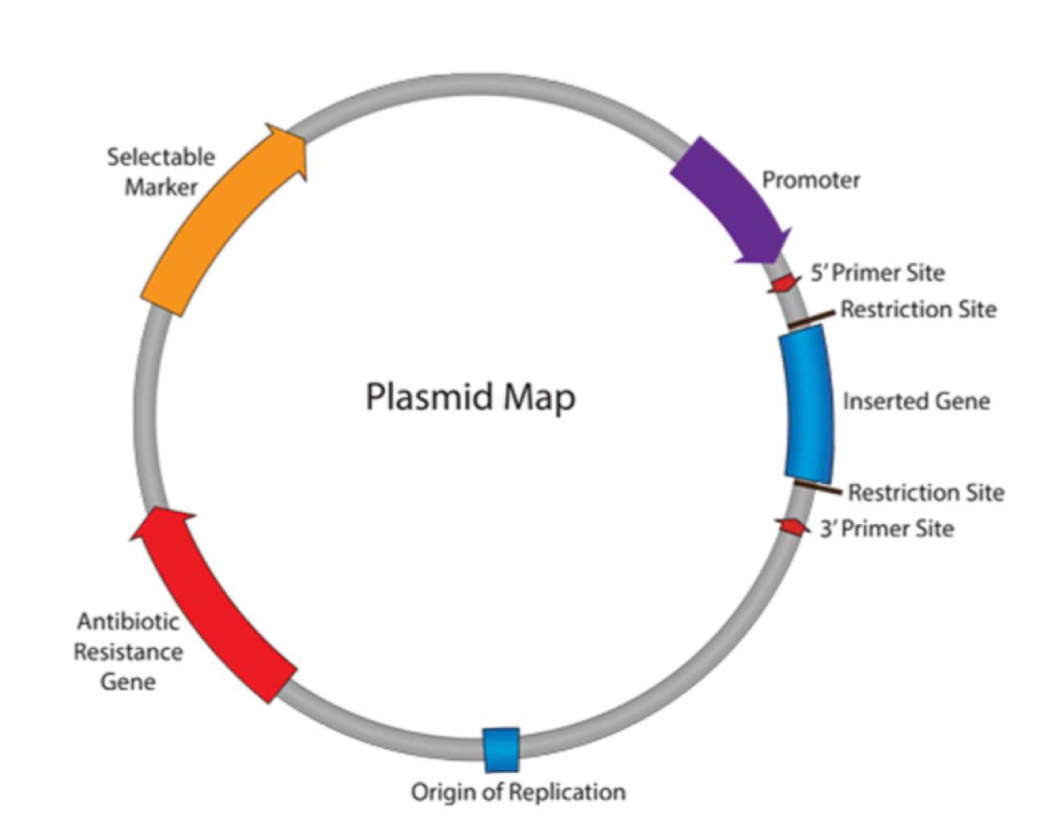 <p>What is a plasmid and explain its structure </p>