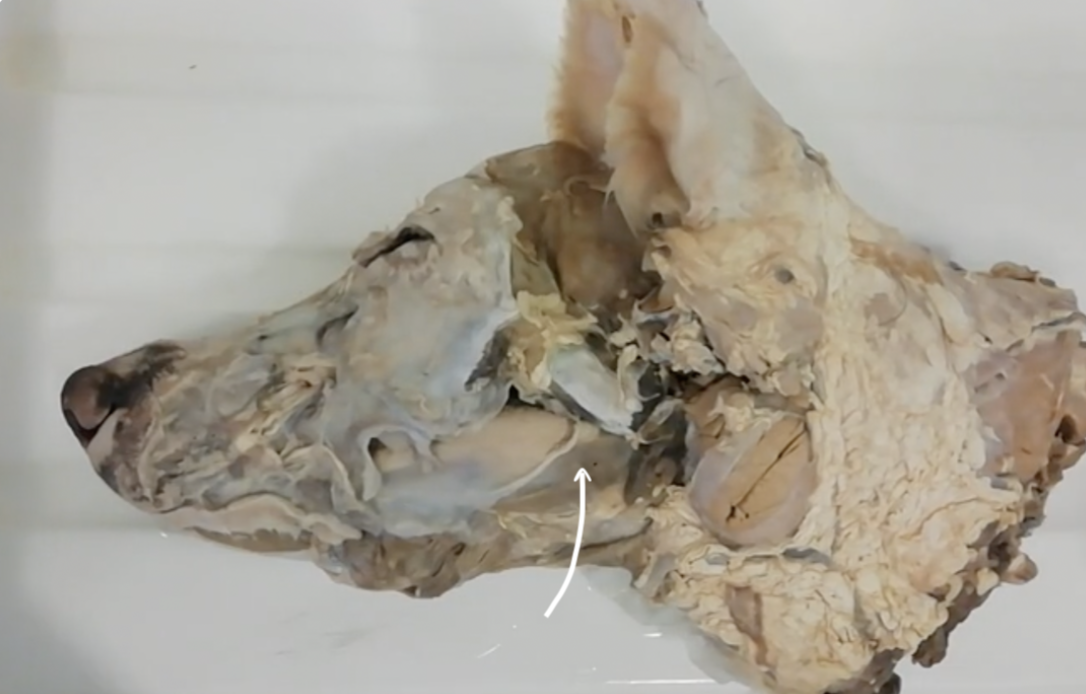 <p>Identify the labelled muscle of the tongue present on this deep dissection of the canine head?</p>