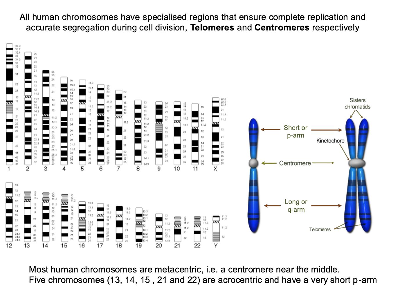 <p><strong><u>Specialised regions </u></strong></p><p>-Ensure <strong>complete replication + accurate segregation</strong> during cell division </p><p>-centromeres and telomeres </p><p></p><p>-Most humans are metacentric - centromere near the middle </p><p>-5 chromosomes = acrocentric - short p-arm - contains little / no genetic information </p><p></p><p>submetacentric - slightly off center </p><p></p><p>Play a role in the genetic function of the chromosome </p><p></p><p></p><p><strong>Down syndrome = trisomy of chromosome 21 </strong></p>