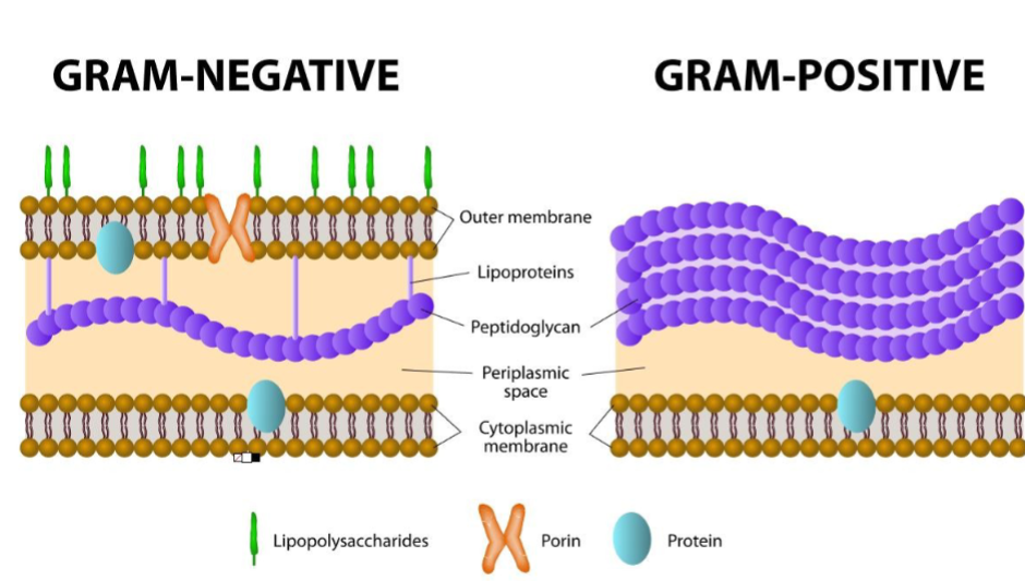 <ul><li><p>Gram-positive: simple cell wall structure, thick layer of</p><p>peptidoglycan</p></li><li><p>Gram-negative: less peptidoglycan, more complex with</p><p>an outer membrane</p></li><li><p>Actions of antibiotics are different for gram-positive and –negative bacteria (gram negative are usually more resistant)</p></li><li><p>Antibiotics usually affect peptidoglycan, so don’t impact</p><p>human cells</p></li></ul>