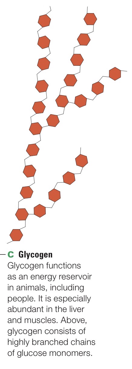 <p>Highly branched polysaccharide of glucose monomers. Principal form of stored sugars in animals.</p>