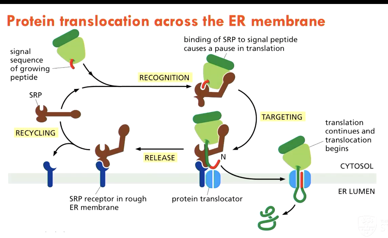 <ol><li><p><strong>ER-signal sequence</strong> on the protein</p></li><li><p><strong>Signal-recognition particle (SRP)</strong>, which cycles between the ER membrane and the cytosol, and binds to the signal sequence</p><ul><li><p>binding of SPR to signal peptide causes a pause in translation</p></li></ul></li><li><p><strong>SRP receptor</strong> on the ER membrane</p></li></ol><p></p>