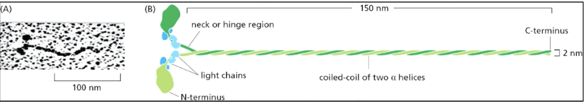 <ul><li><p>dimeric protein with two heavy chains and two pairs of light chains, forming a distinct structure with a coiled-coil tail and two globular heads (N-terminus) that interact with actin filaments</p><ul><li><p>other end is C-terminus</p></li></ul></li><li><p><span style="background-color: transparent;"><span>each myosin horizontally antiparallel to each other in clusters = creates myosin II bipolar thick filament in muscle&nbsp;</span></span></p></li></ul><img src="https://knowt-user-attachments.s3.amazonaws.com/cf05bdee-591f-4070-8916-604bd40fe4d5.png" data-width="100%" data-align="center"><p></p>