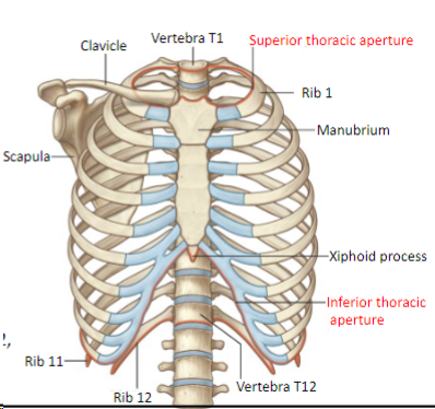 AP03.1/SGT03.1 - Basic Topography of the Lower Respiratory Tract ...