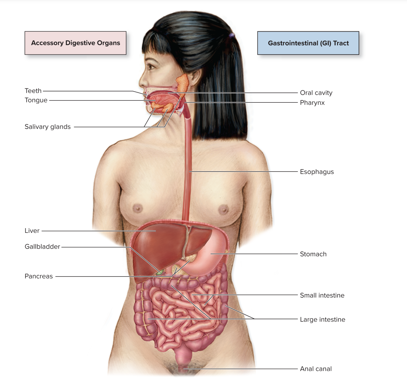 <p>What is the GI tract?</p>