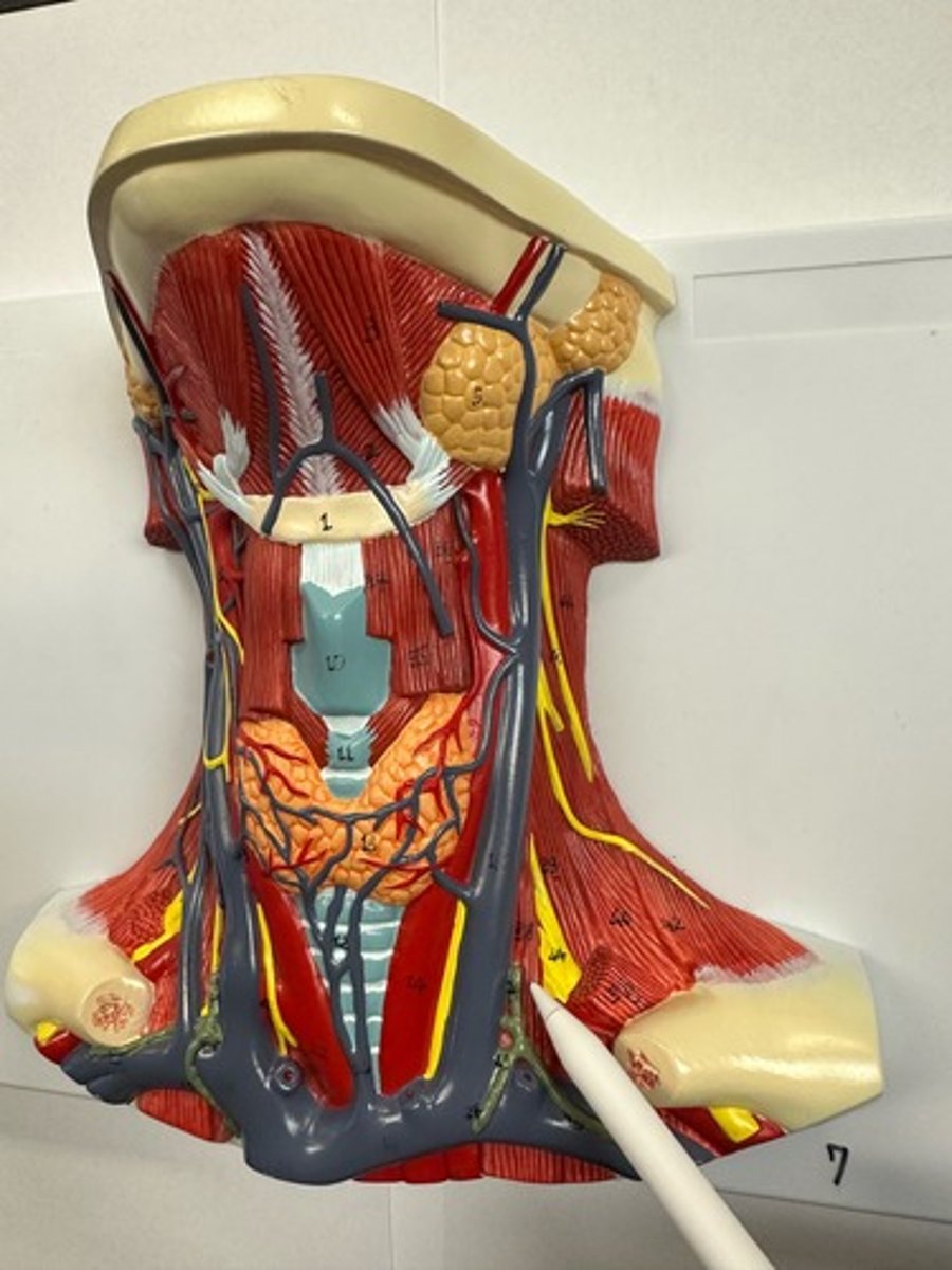 <p>What are the (2) attachments of the Scalenes (Anterior)?</p>