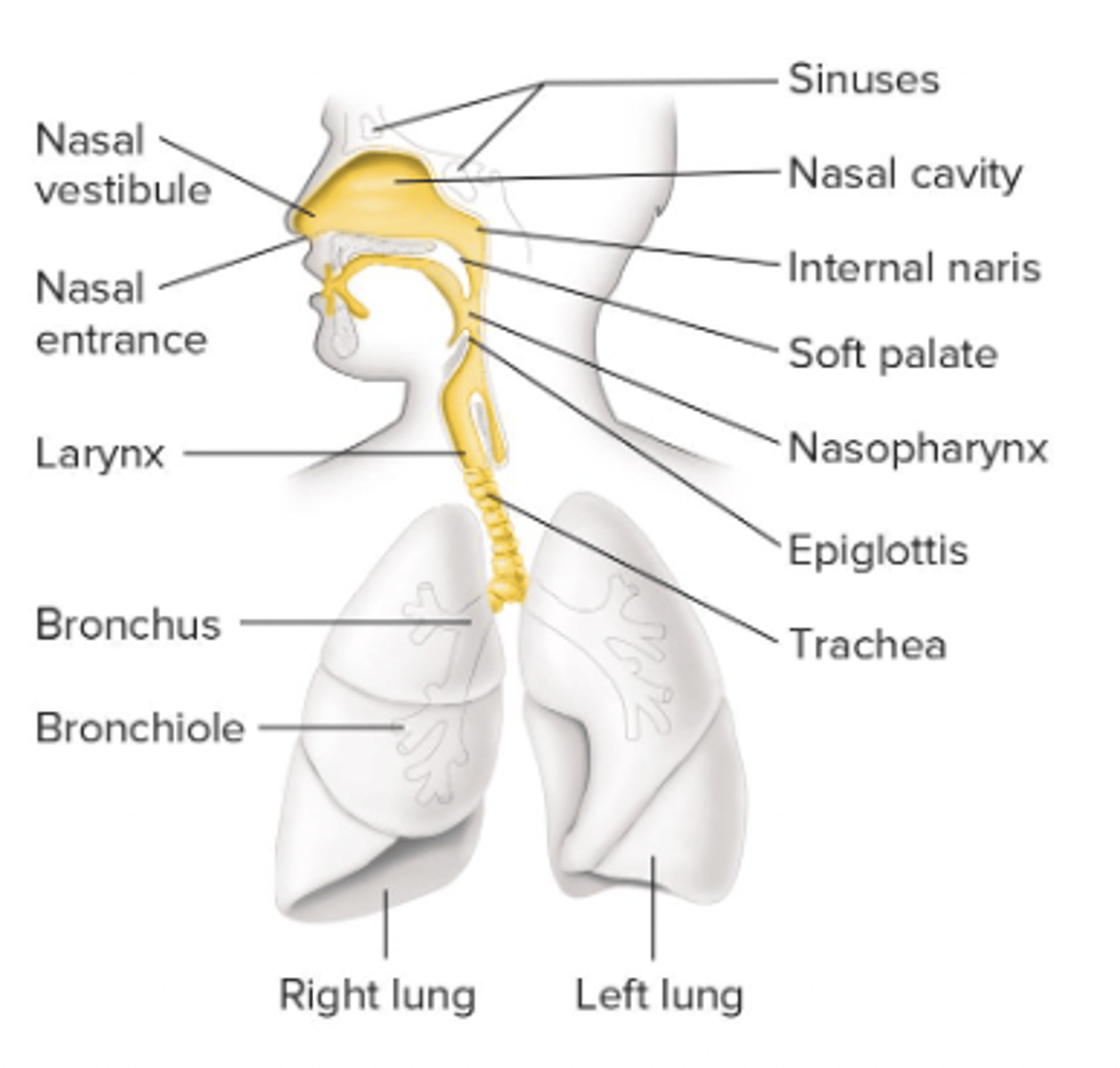 <p>- first organisms to colonize: oral streptococci</p><p>- Staphylococcus aureus: nasal entrance, nasal vestibule, anterior nasopharynx</p><p>- Neisseria species; mucous membranes of nasopharynx</p><p>- Assorted streptococci &amp; Haemophilus: tonsils &amp; lower pharynx</p><p>- no flora in bronchi &amp; lungs</p>