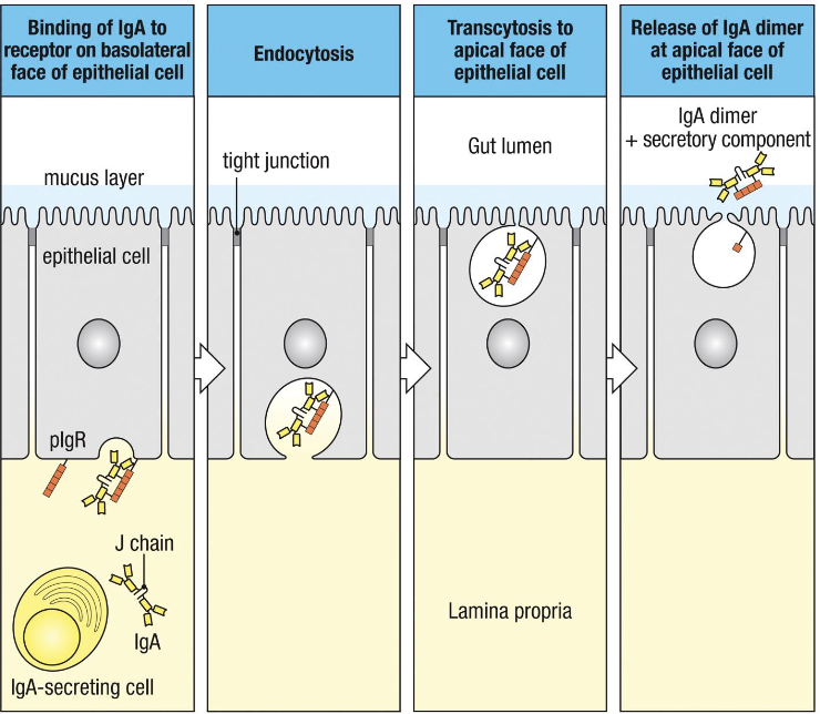 <ol><li><p>binding (basolateral surface) - Dimeric IgA (with J chain) binds to plgR on the basolateral side of epithelial cells</p></li><li><p>Endocytosis - The plgR-IgA complex is internalized into the epithelial cell</p></li><li><p>Transcytosis - vesicles move the complex across the cell toward the apical surface</p></li><li><p>release (apical surface) - plgR is cleaved, IgA is released into the lumen as secretory IgA (sIgA). sIgA = IgA dimer + secretory component (cleaved part of the pIgR), which protects IgA from proteolysis</p></li></ol><p></p>