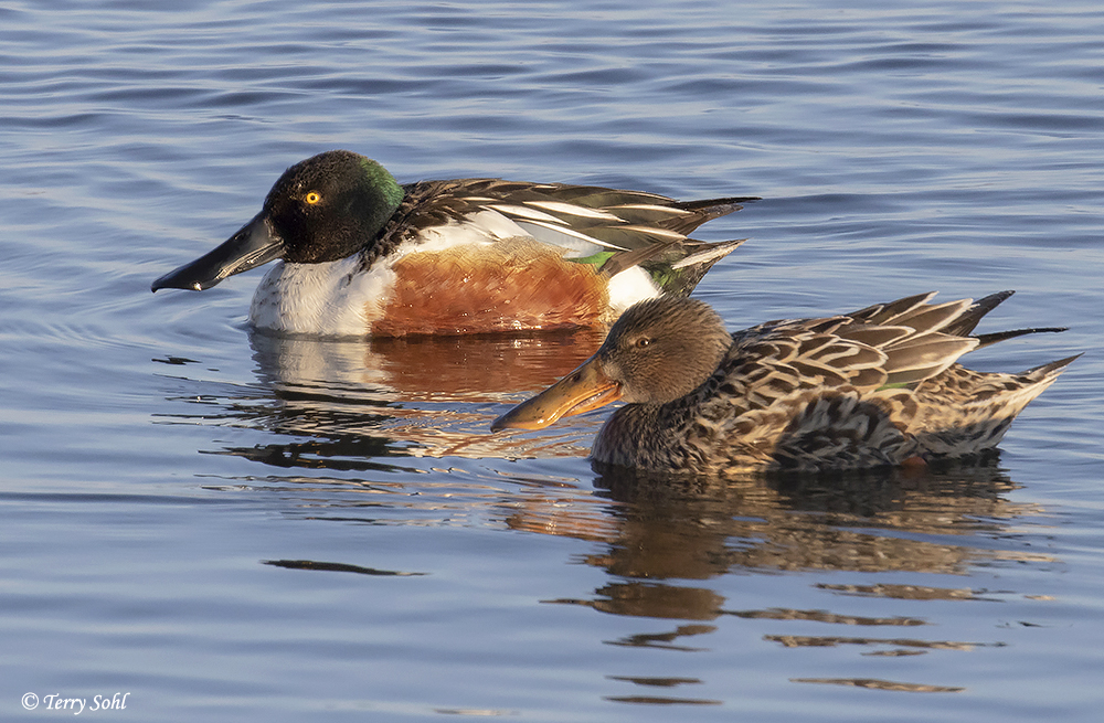 <p>Northern Shoveler</p>