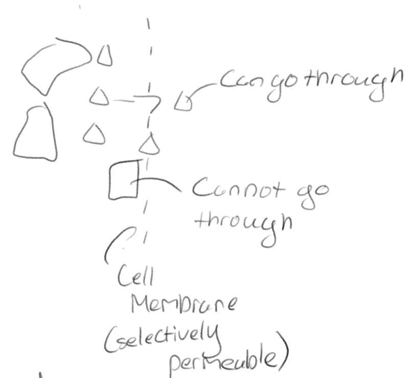 <p>Selectively; It allows some things in and out the cell but not all things.</p>