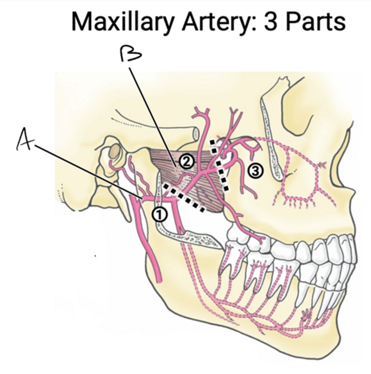 knowt flashcard image