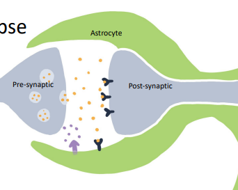 <p>Tripartite synapse </p>