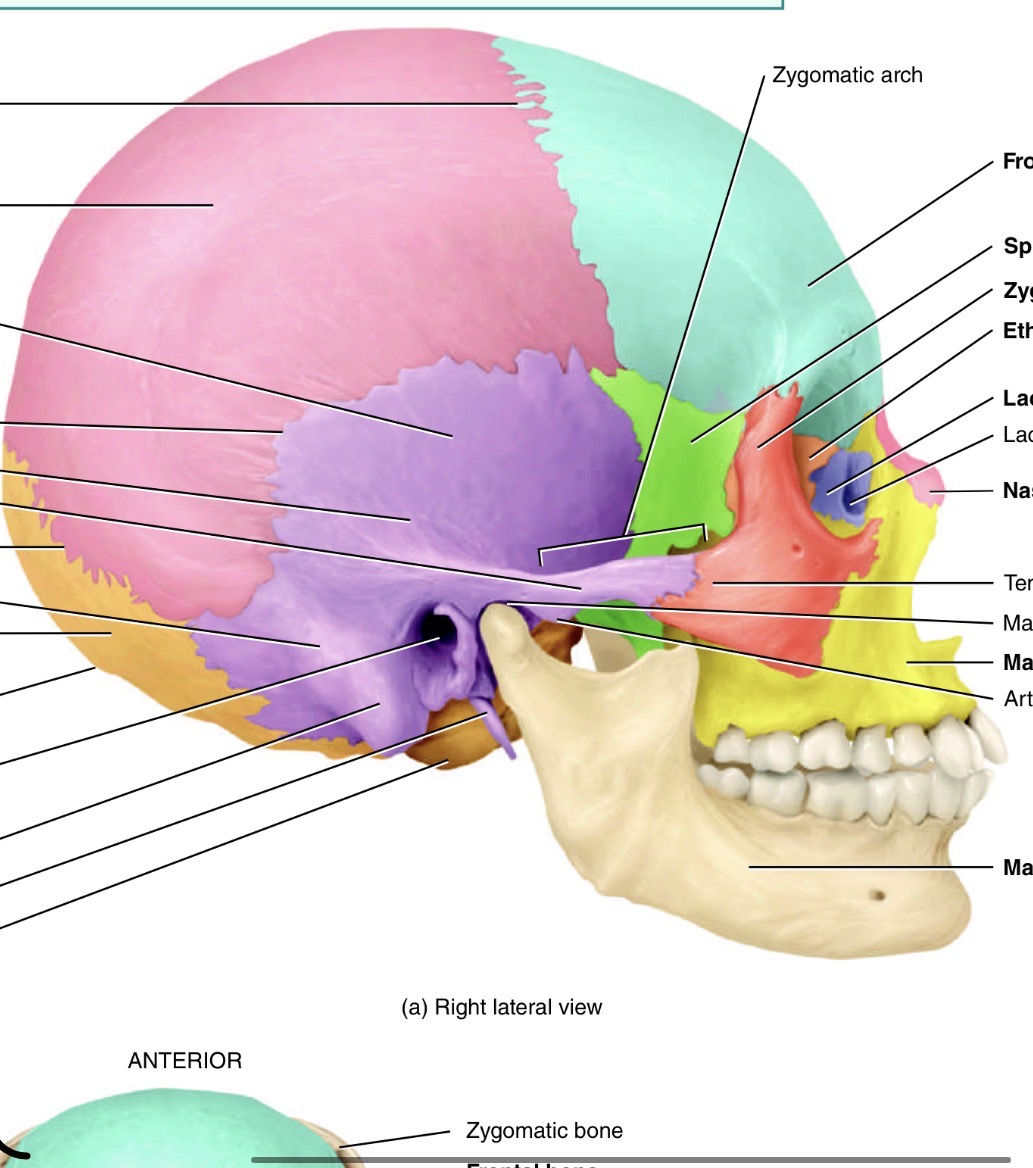 <p>What is the little purple bone by the sides of the nose </p>