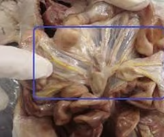 <p>What is the arrow pointing to? What’s it function? </p>