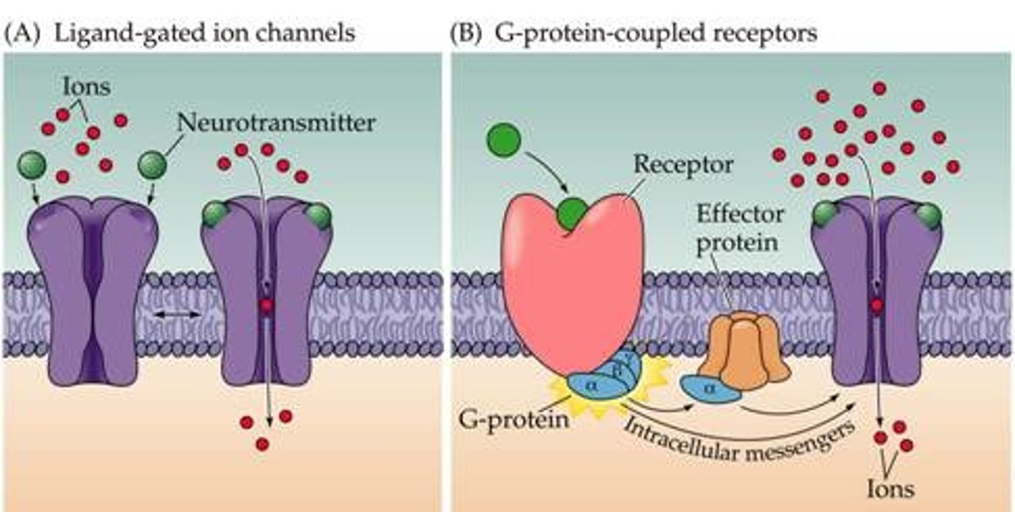 <p>Ionotropic receptors bind directly to an ion channel and act fast, while metabotropic receptors activate a G-protein and have slower, longer-lasting effects.</p>