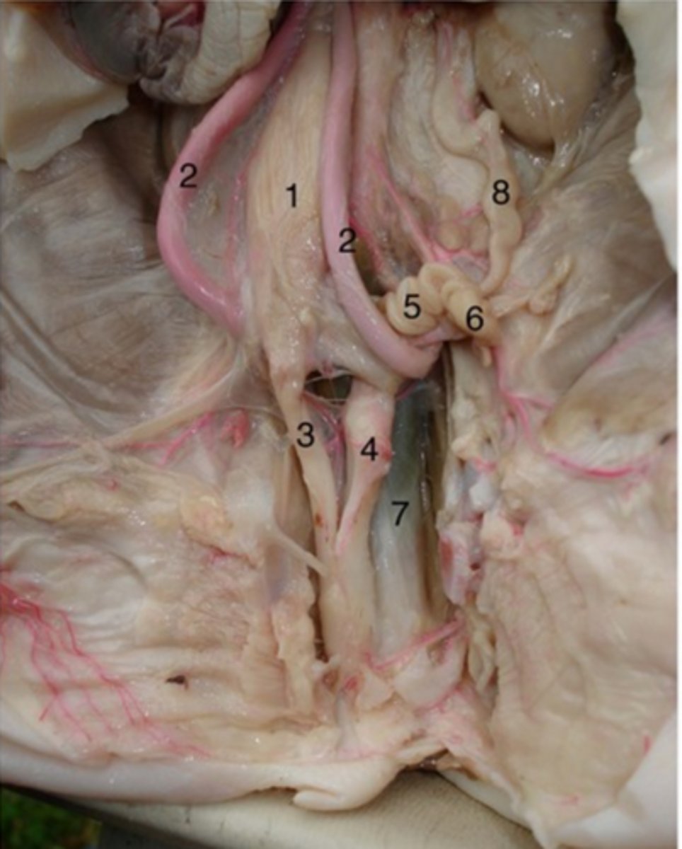 <p>#3</p><p>Drains urine from bladder &amp; conveys it out of body- internal urethral sphincter (smooth muscle at bladder-urethra junction) is involuntary &amp; keeps urethra closed when urine is not being passed &amp; prevents leaking between voiding</p>