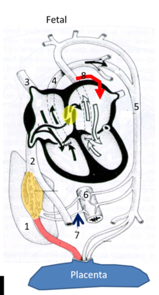 <p>Foramen ovale- opening in the intraatrial septum; shunts 60% of oxygen-rich blood from RA to LA</p>