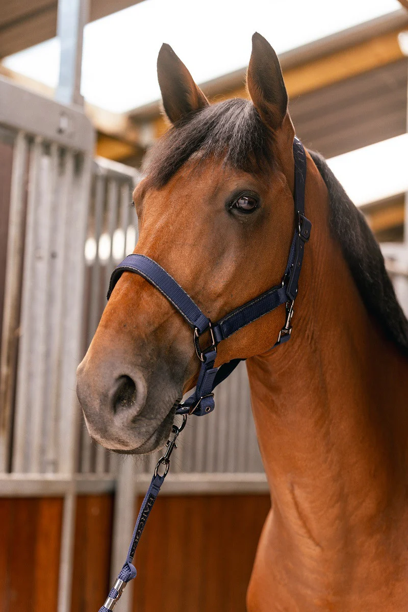 <p>A rope placed around a horse's head for leading or tying it. </p>