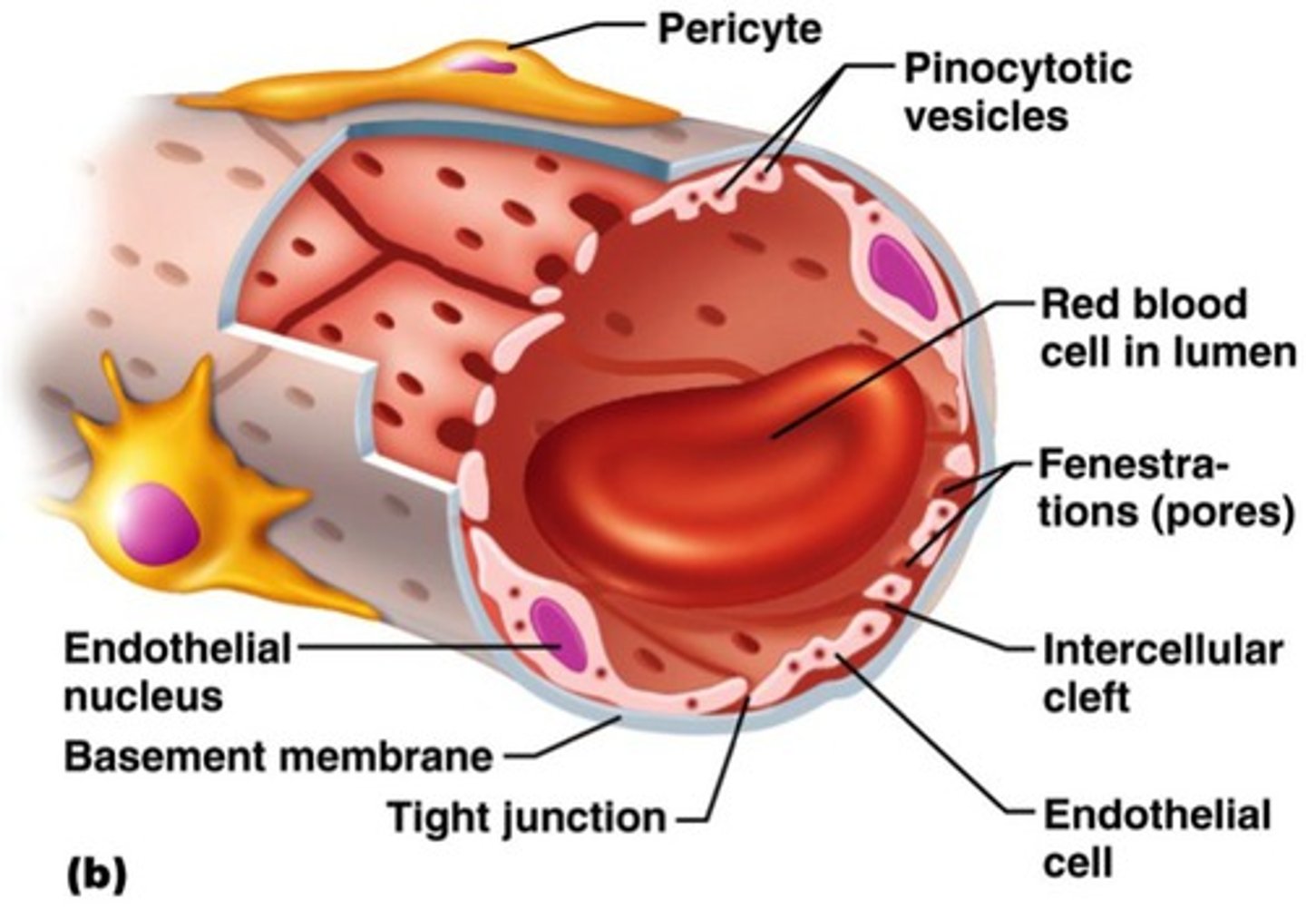 <p>holes in capillaries of glomerulus</p>
