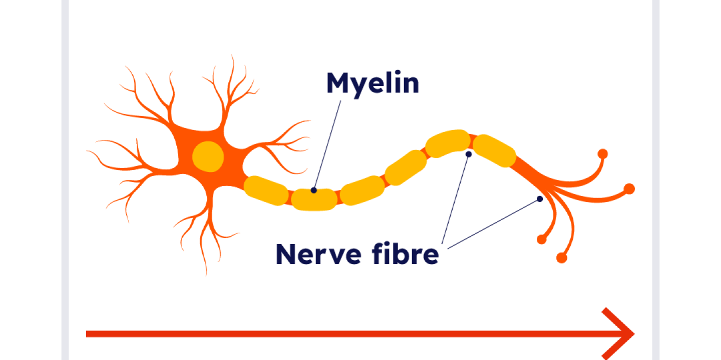 <p>a fatty tissue layer sentimentally encasing the axons of some neurons; enables vastly greater transmission speed as neural impulses hop from one node to the next (speed boosters)</p>