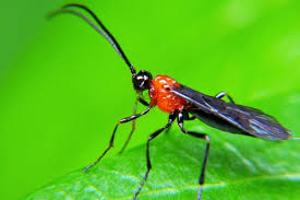 <ol><li><p>Thread-like antennae with 16 or more segments</p></li><li><p>Trochanters of hind legs are two-segmented</p></li><li><p>Forewings with two recurrent veins</p></li><li><p>Forewings with two small cells below the stigma</p></li></ol><p></p>