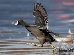 <p>Fulica americana</p>