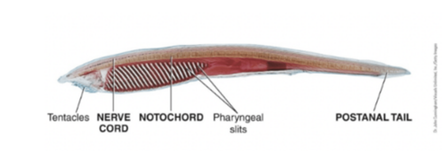 <p>- small, fish-like marine animals commonly called lancelets.</p><p>- Body plan: Adults- all four chordate features, no paired fins, jaws, sense organs, heart, head, or brain. </p><p>- Filter Feeders </p><p>- Genus: Branchiostoma (latin for gills plus mouth)</p><p>- Originally amphioxus (latin for sharp on both sides)</p>