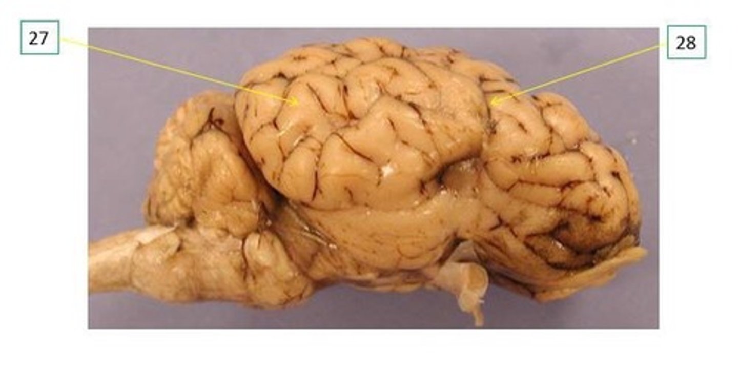 <p>28.</p><p>Indentions on folds</p>