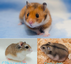 <p>Myomorph Rodents - only incisors grow continuously</p><p>Omnivores</p><p>3 common species kept as pets - Syrian, Roborovski, Russian</p><p>Solitary, non-social</p><p>Frequently kept as a children’s first pet</p><p>Lifespan 1-2 y</p><p>Frequently bite when handled</p>