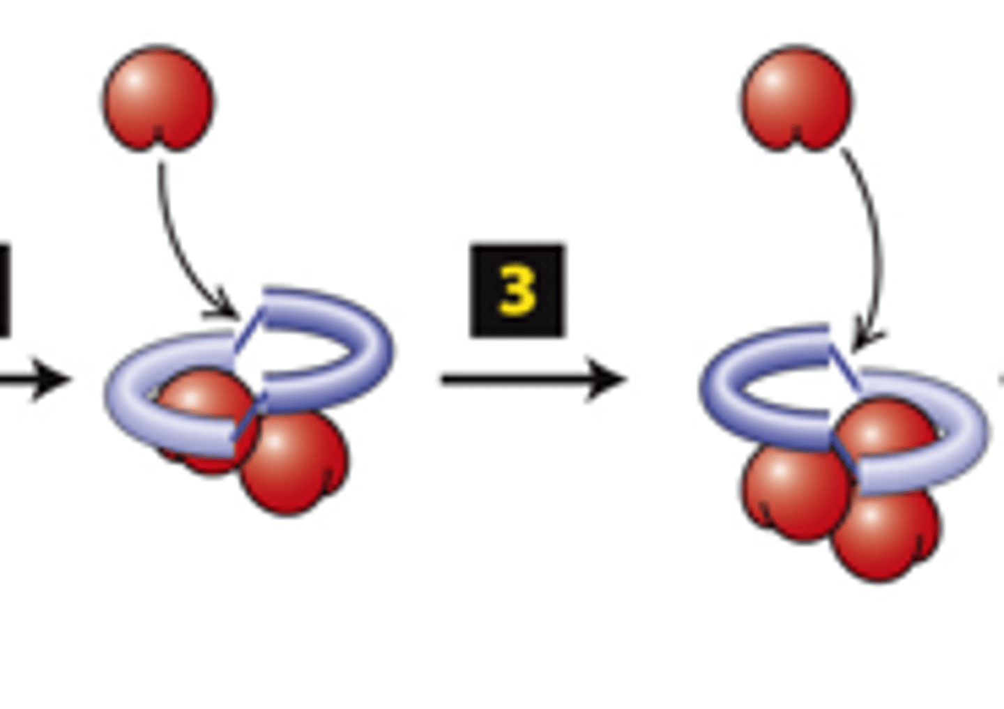 <p>FH2 domains from two formins form a dimer, step 3: The other FH2 domain rocks up far enough to allow assembly of one actin subunit onto the other ________________ (+) end.</p>