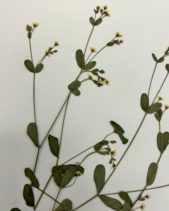 <p>Euphorbiaceae</p><p><em>Euphorbia</em></p>